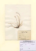 藏品(沙菜屬)的圖片